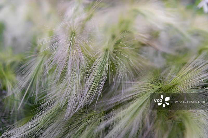 草地背景，留白区域，矛草图片素材