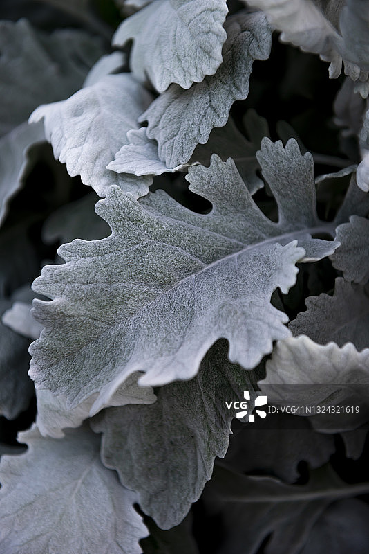 银叶菊的银色叶子背景图片素材