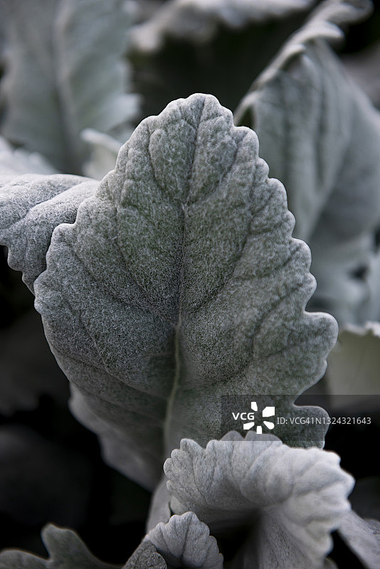 银叶菊的银色叶子背景图片素材