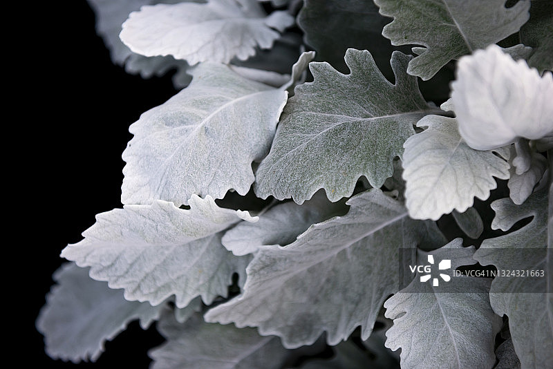 银叶菊的银色叶子背景图片素材