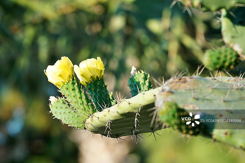 仙人掌树图片素材