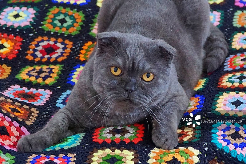 苏格兰折耳猫的猫图片素材