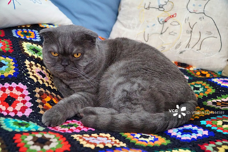 苏格兰折耳猫的猫图片素材