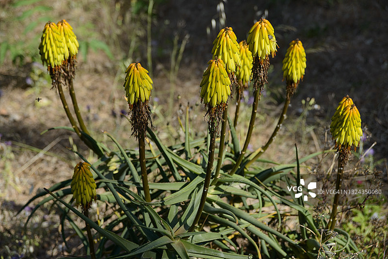 芦荟植物图片素材