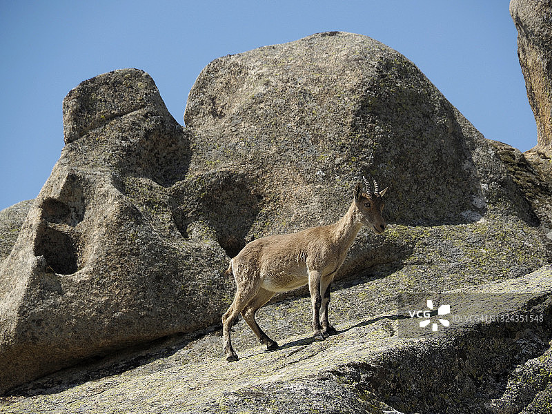 马德里拉佩德里萨山羊图片素材