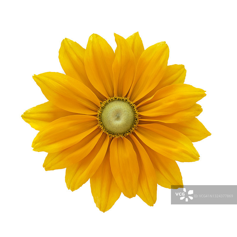 黄色菊花图片素材