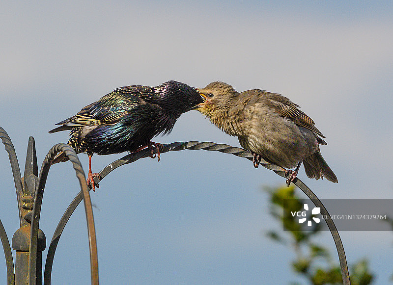 欧洲八哥图片素材