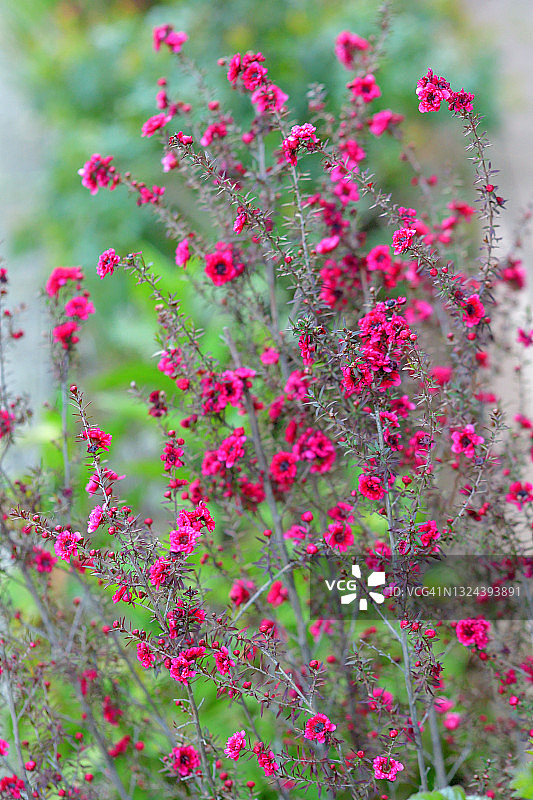 新西兰茶树花图片素材