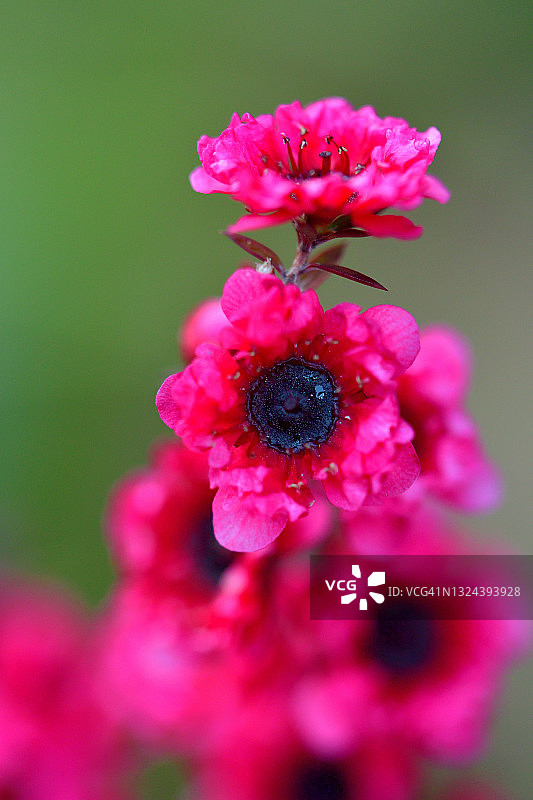 新西兰茶树花图片素材