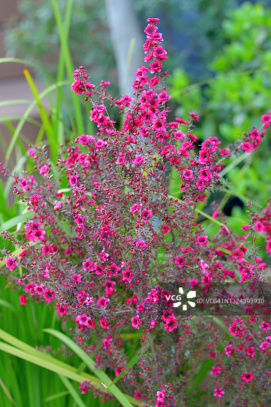 新西兰茶树花图片素材