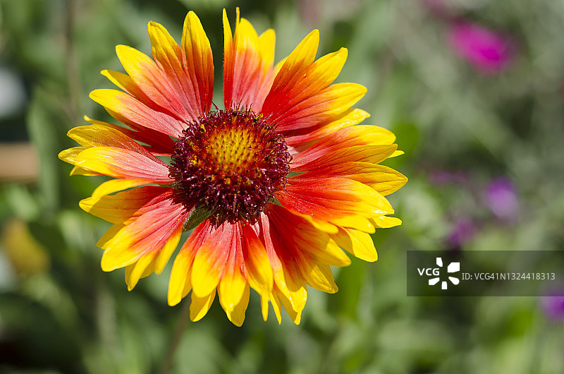 盛开的阔叶盖拉德花图片素材