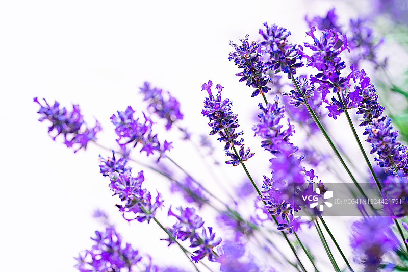 自然背景下的薰衣草特写图片素材