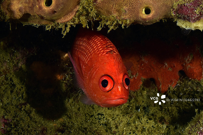 红衣主教鱼图片素材