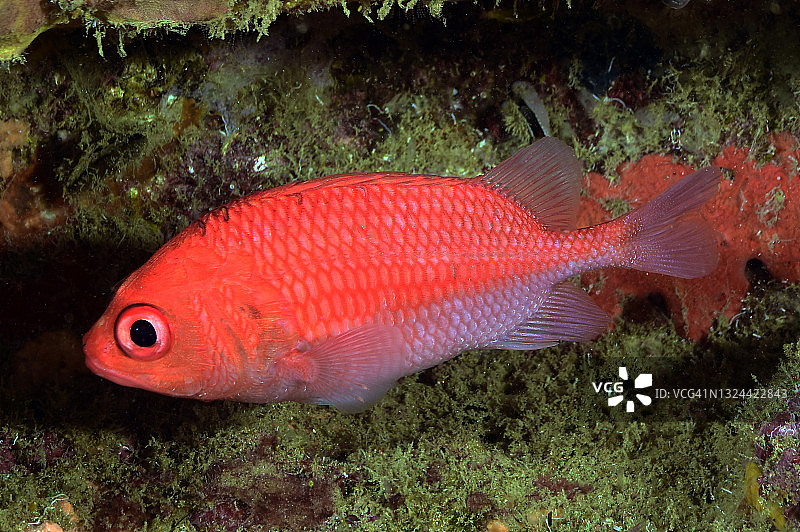 红衣主教鱼图片素材