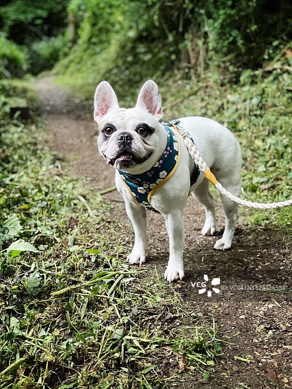 树林里遛狗图片素材