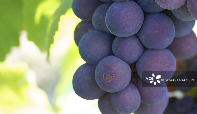 葡萄藤上的葡萄特写图片素材