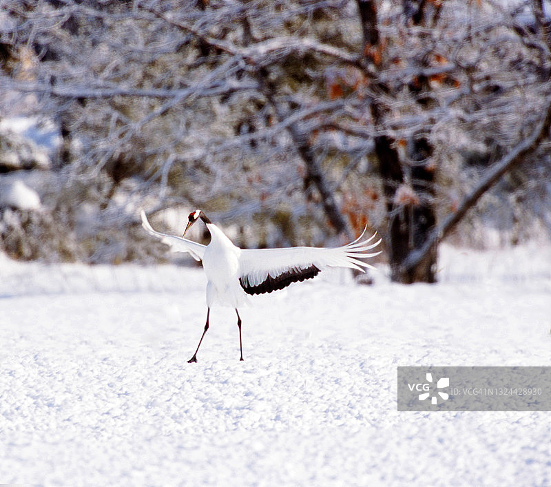 雪地上的丹顶鹤图片素材