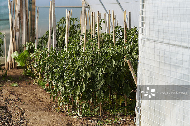 温室里的番茄植株图片素材