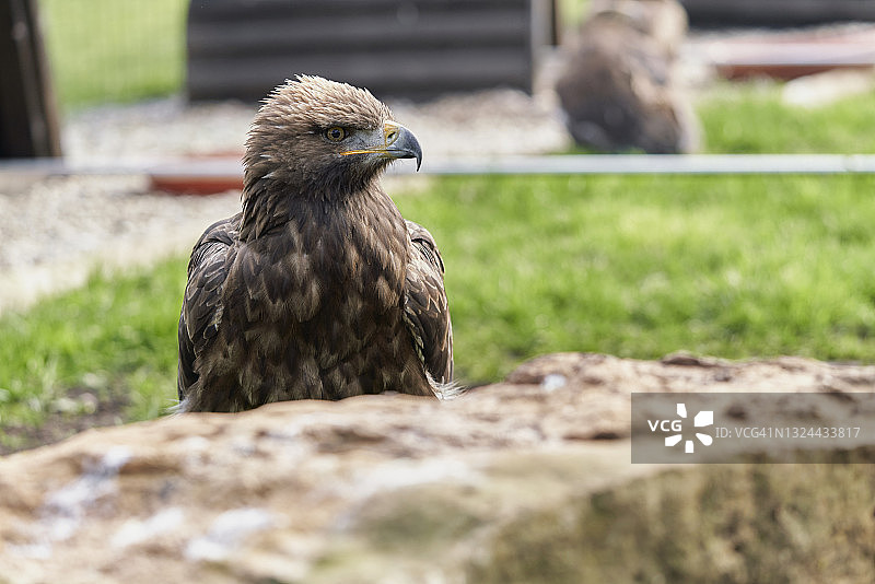 草地上老鹰看向远方的正面图图片素材