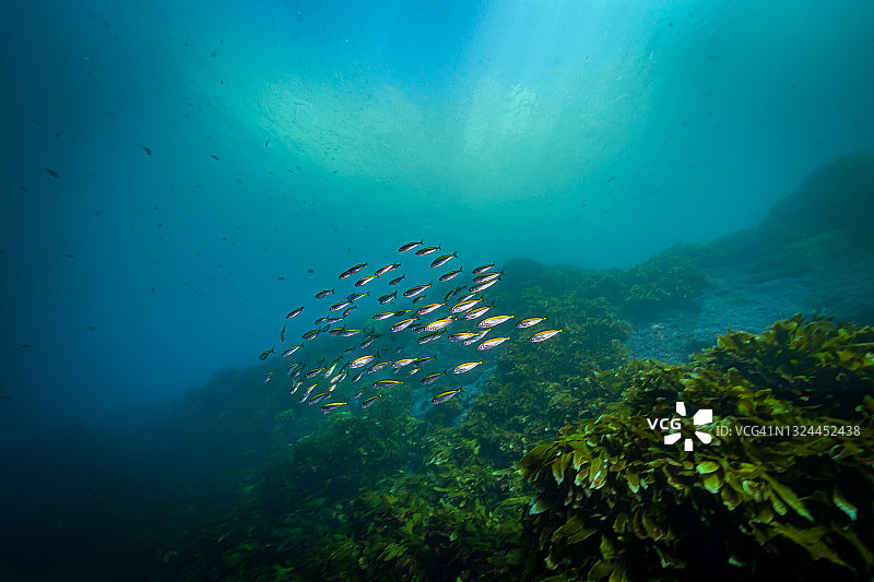 蓝色海洋中游动的黄鱼群图片素材