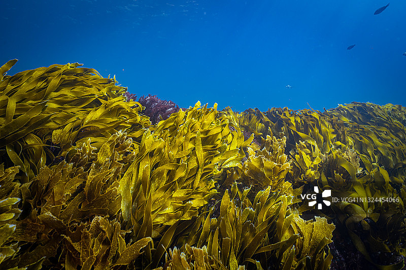 带有海藻海床的蓝色热带海水图片素材