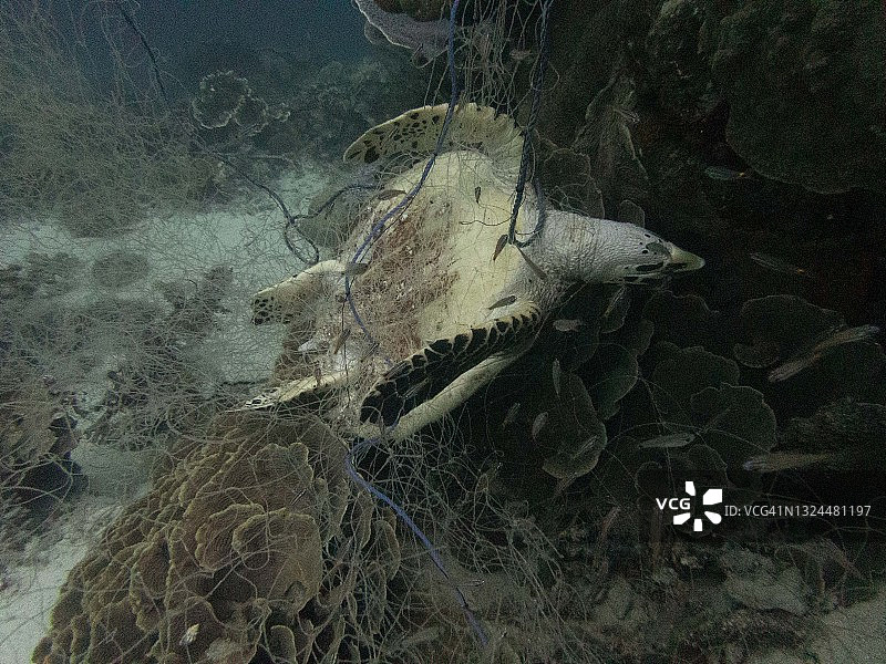 渔网中的死亡玳瑁海龟图片素材