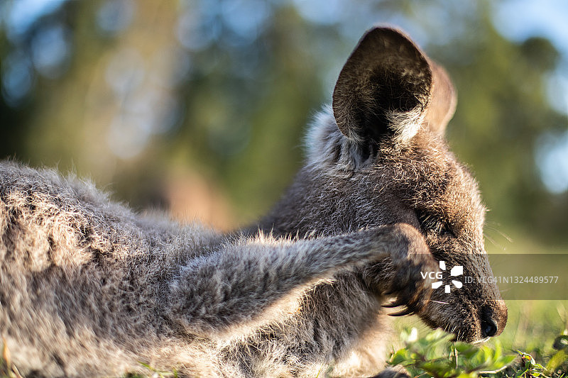 年轻的袋鼠躺下图片素材