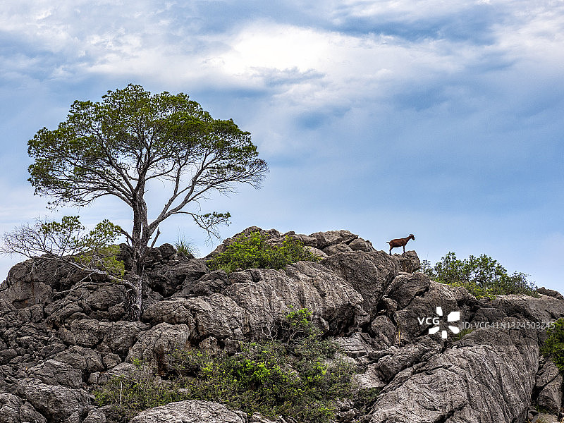 马略卡岛海边岩石上山羊轮廓图片素材