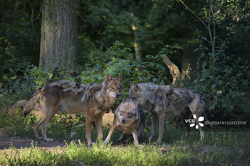 夏季狼群图片素材