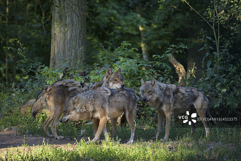 夏季狼群图片素材