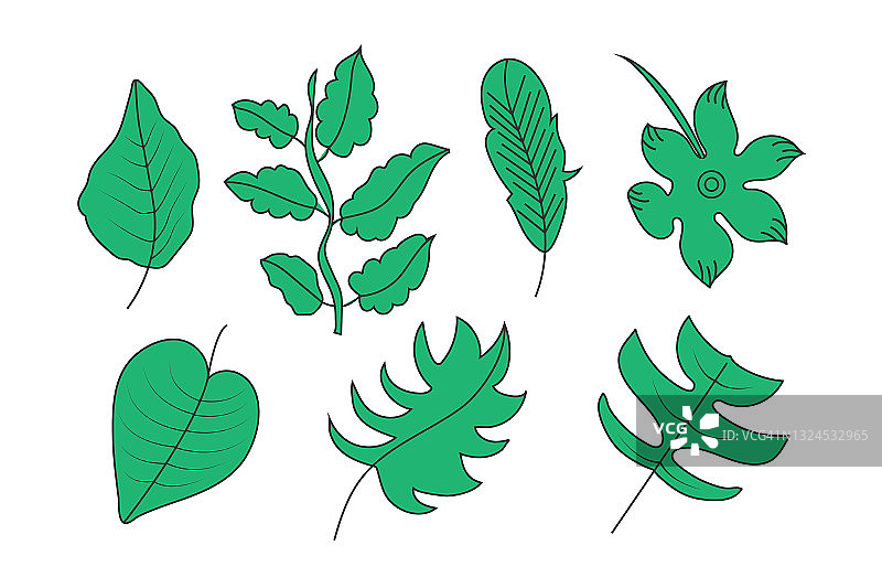 热带树叶植物叶子图片素材