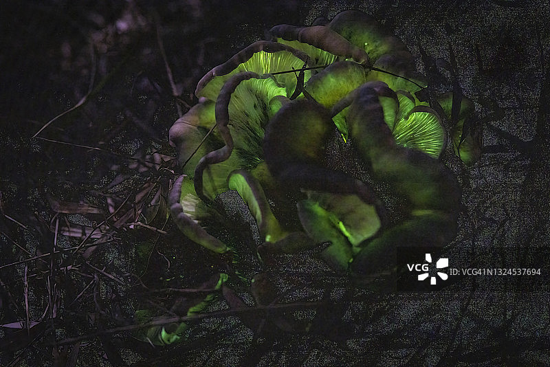 发光鬼伞图片素材