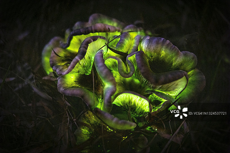 发光鬼伞图片素材