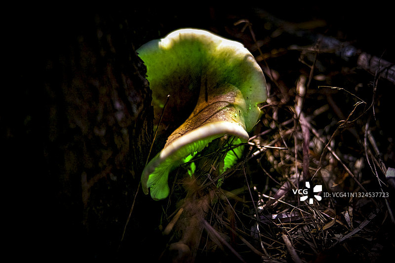 发光鬼伞图片素材