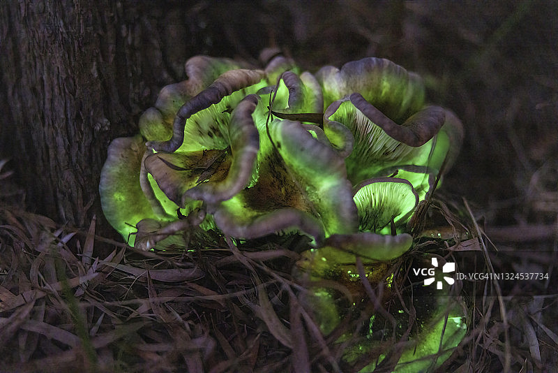 发光鬼伞图片素材