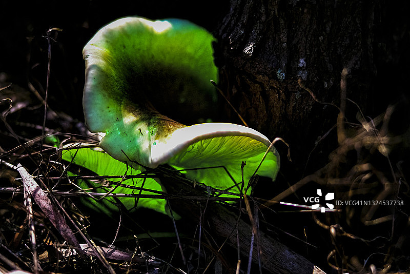 发光鬼伞图片素材