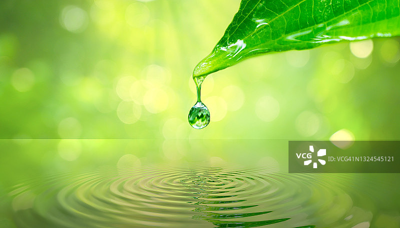 水滴从树叶流入大自然的倒影图片素材