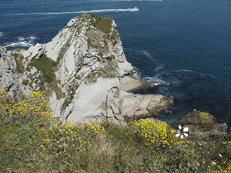 西班牙巴里卡岩石海岸边的野花图片素材