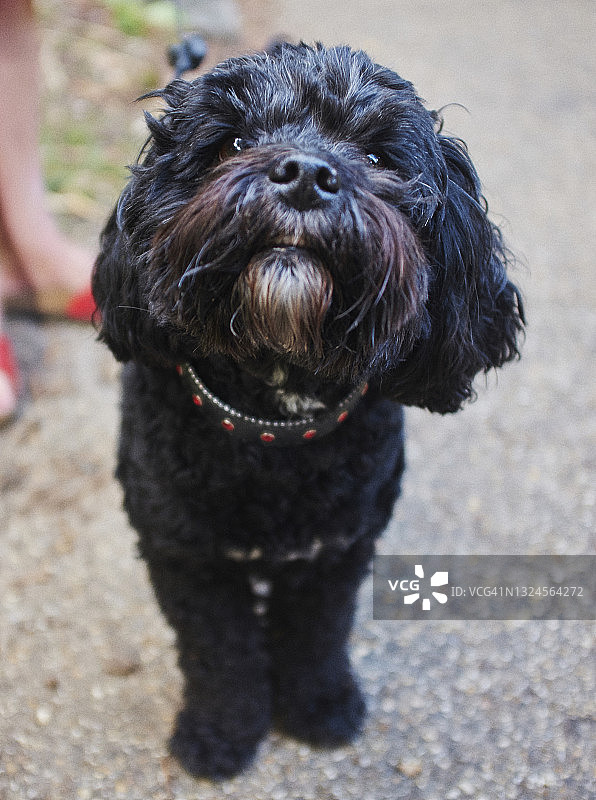 看着镜头的可爱黑色贵宾犬图片素材