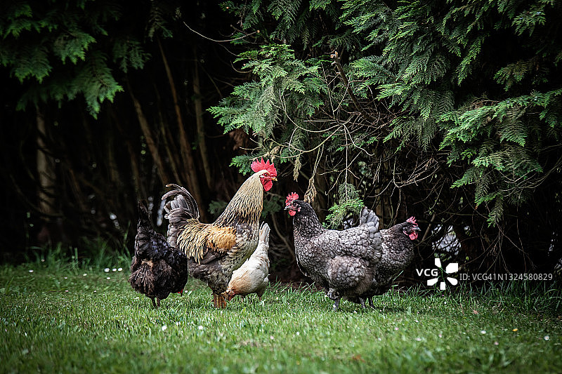 一群黑色、棕色和白色的母鸡在田野里行走图片素材