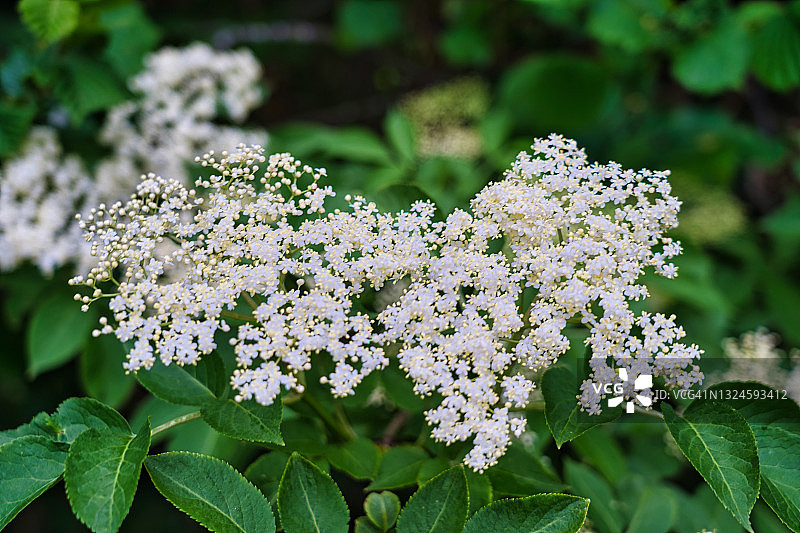 接骨木图片素材