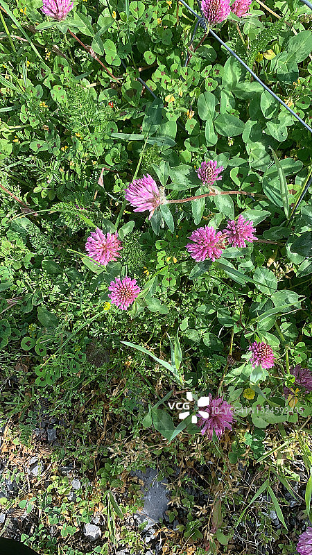 三叶草图片素材