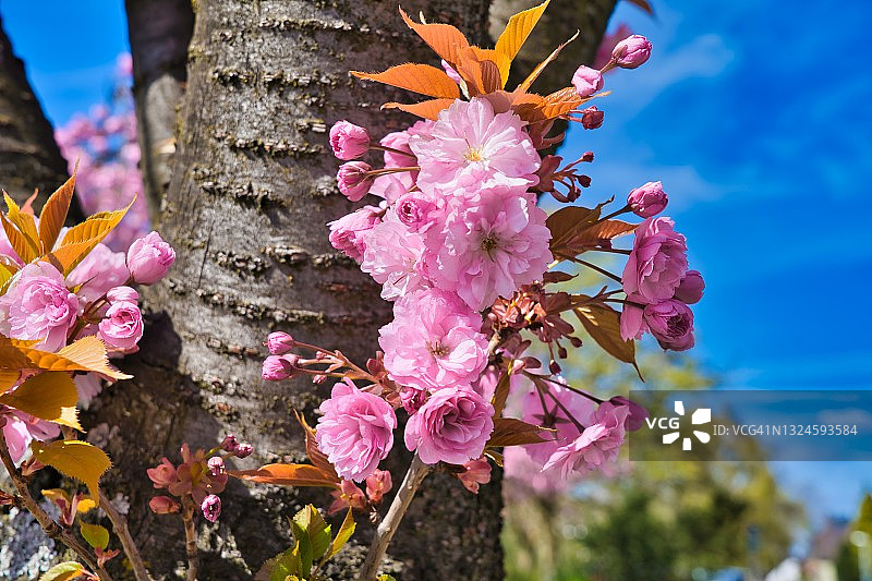 关山樱图片素材