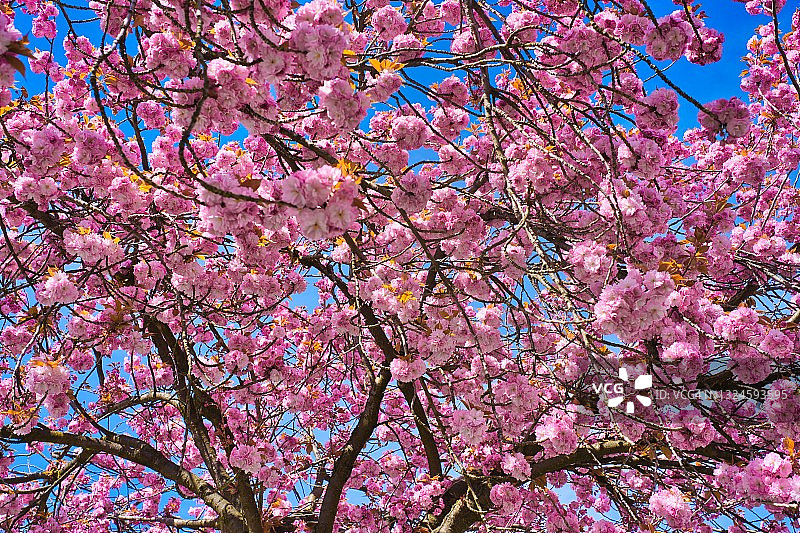 关山樱图片素材