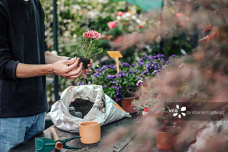 小企业，花店，园丁，土壤和花卉，景观植物园图片素材