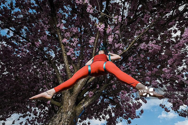 一位女性空中特技演员在高大的樱花树上表演戏剧性的动作和技巧图片素材