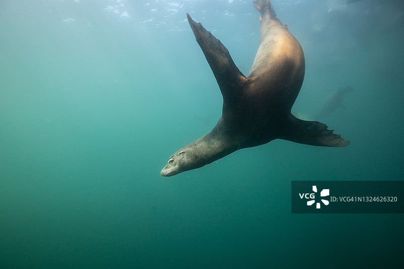 蒙特雷湾的加州海狮图片素材