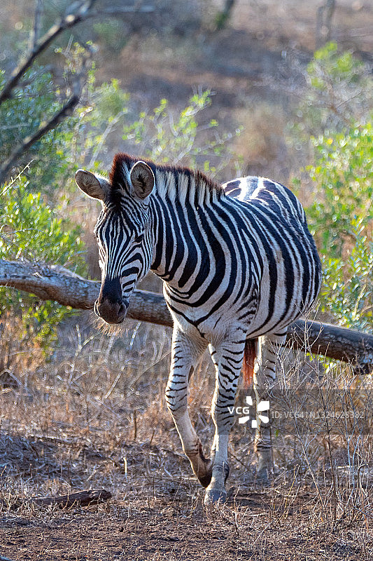 非洲草原上倒下的枯树枝旁的小斑马图片素材