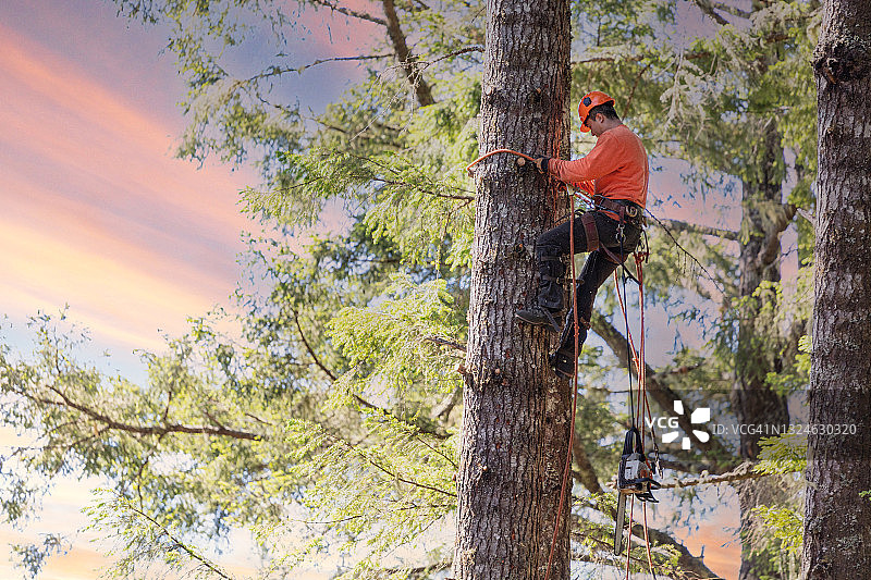 园艺师用油锯爬树图片素材