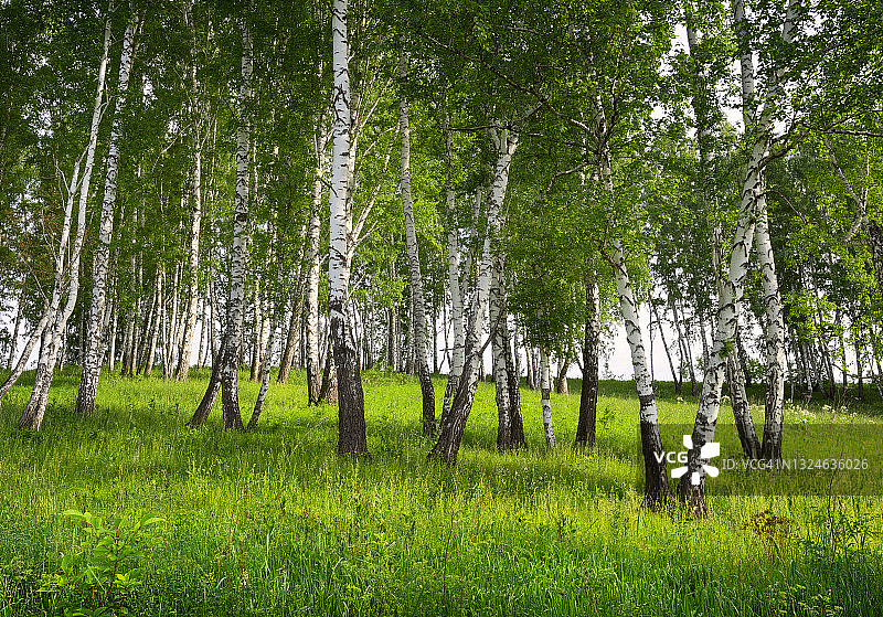 夏季白桦林图片素材